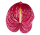 گل آنتوریوم میلانلو